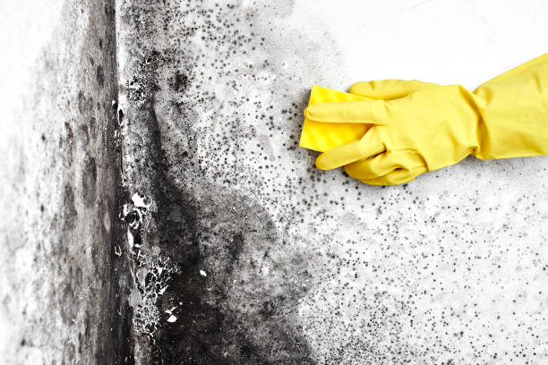 Best Certified Mold Removal  in Gardnerville Ranchos, NV