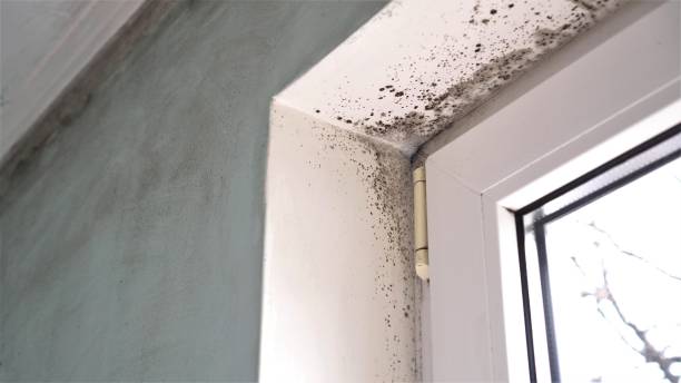 Best Black Mold Removal  in Gardnerville Ranchos, NV