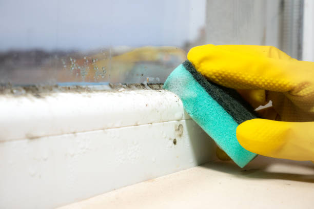 Best Office Mold Removal Services  in Gardnerville Ranchos, NV