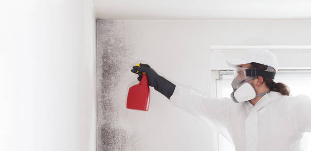 Attic Mold Removal in Gardnerville Ranchos, NV