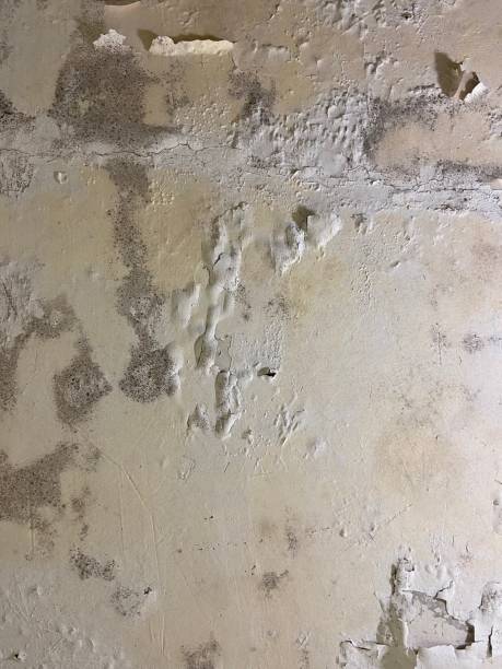 Best Professional Mold Removal  in Gardnerville Ranchos, NV