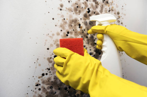 Best Crawl Space Mold Removal  in Gardnerville Ranchos, NV