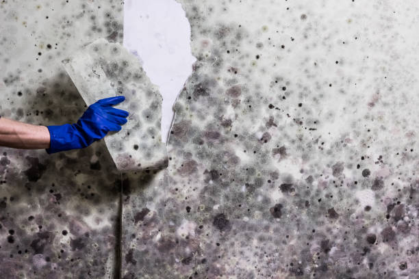 Professional Mold Removal in Gardnerville Ranchos, NV