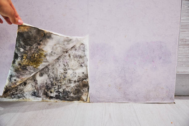 Best Mold Remediation  in Gardnerville Ranchos, NV
